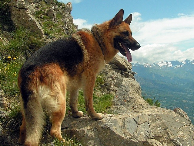 Chó Berger Đức, giống chó thông minh và trung thành 