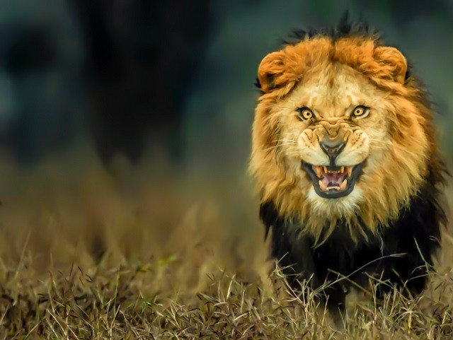 Những loài sư tử ăn thịt người nổi tiếng thế giới