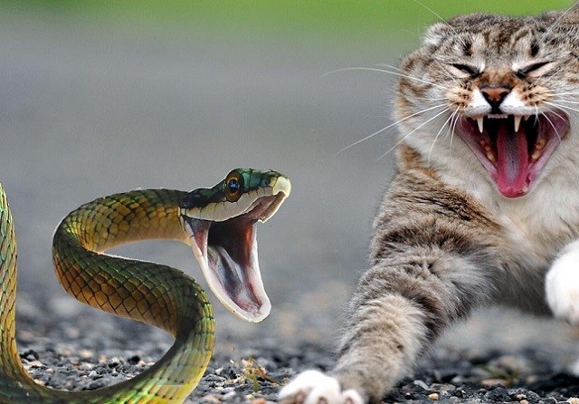 Màn “đại chiến” giữa chó, mèo và con rắn độc 
