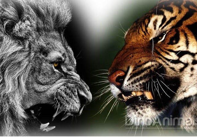 Sư tử quyết đấu với hổ, ai sẽ thắng cuộc?