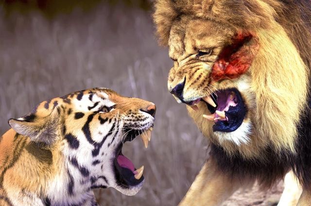 Những trận đấu 'lịch sử' giữa sư tử và hổ