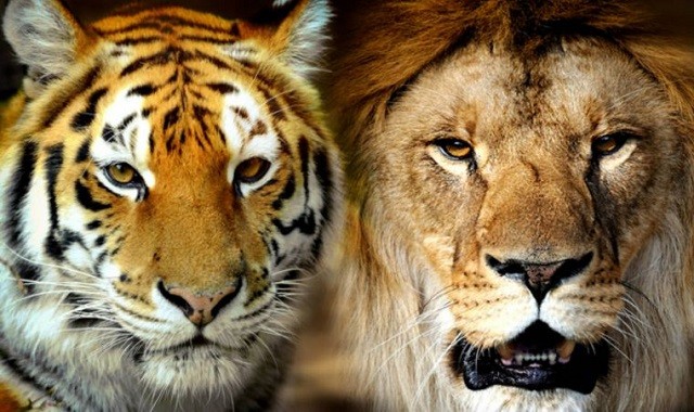 Trận chiến giữa sư tử và hổ dưới góc nhìn của chuyên gia