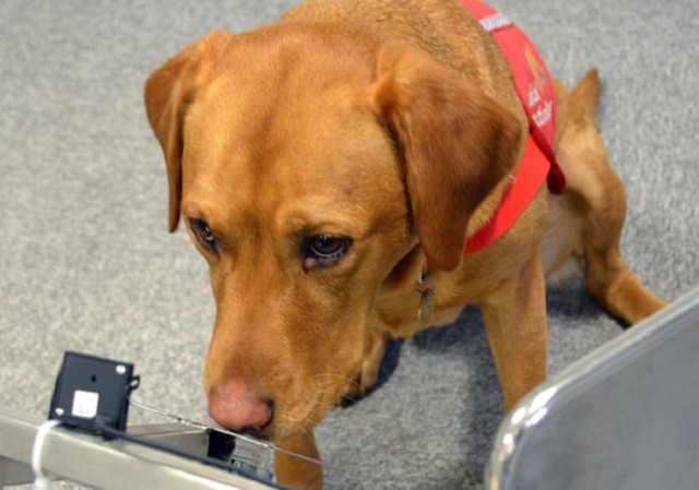 Chó có thể giúp con người chẩn đoán bệnh bằng khướu giác?