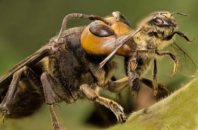 Kinh hoàng cảnh 30 con ong bắp cày ‘thảm sát’ đàn ong mật