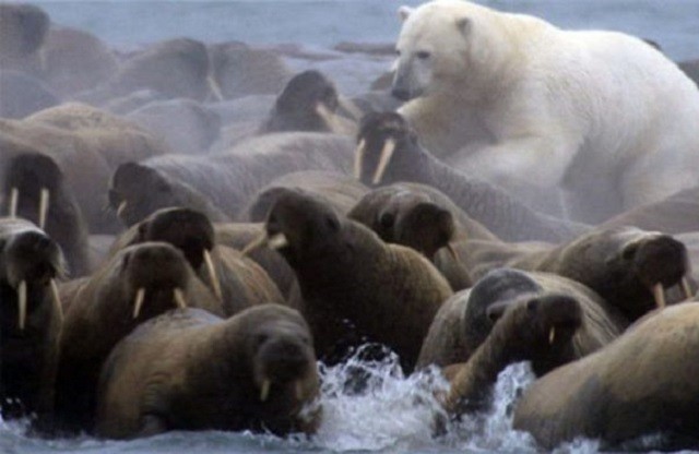 Clip: Cái kết ‘thê thảm’ giành cho gấu Bắc Cực phàm ăn