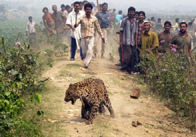 Hơn 1.000 người Ấn Độ thiệt mạng vì động vật hoang dã