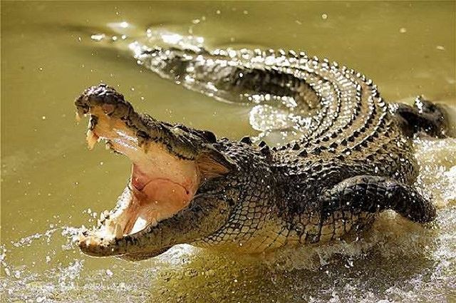 Trăn và cá sấu cùng nhau 'truy sát' chuột lang khổng lồ