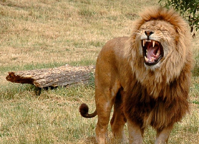Sư tử đực đầy thương tích sau khi bị đồng loại đánh 'hội đồng'