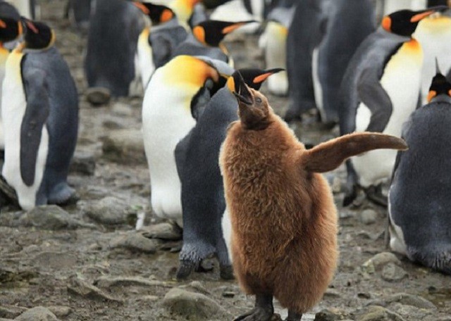 Những đặc điểm thú vị về loài chim cánh cụt vua