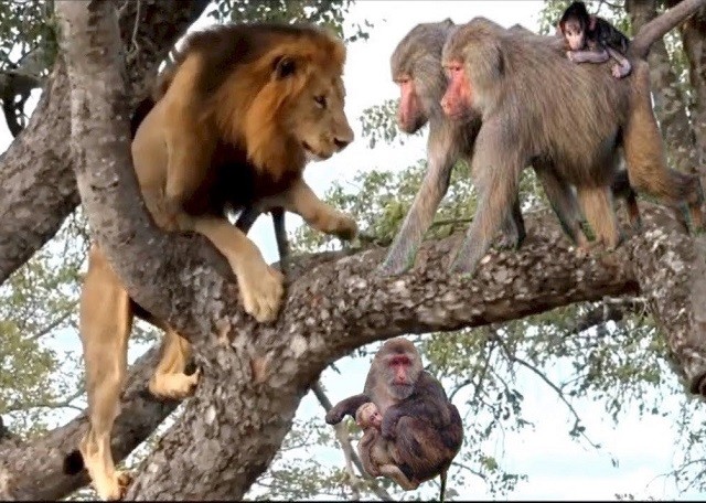 Clip: Sư tử so tài leo cây với khỉ và cái kết ‘đau lòng’