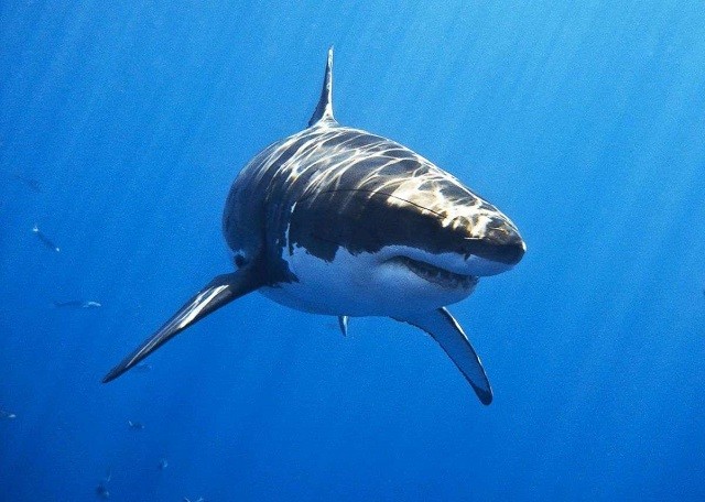 Liệu cá mập có phải là kẻ sát nhân? 