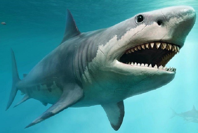 Những điều bất ngờ và thú vị về loài cá mập