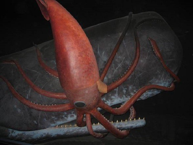 Loài động vật thân mềm to lớn và thông minh nhất biển sâu