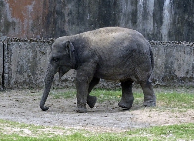 Voi châu Á, loài voi thông minh và độc đáo 