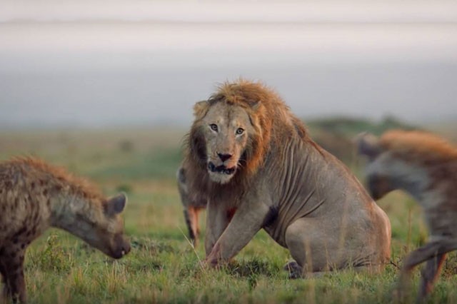 Sư tử đực chiến đấu với đàn linh cẩu