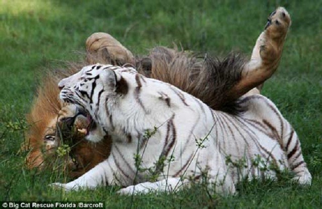 Tình bạn khăng khít giữa sư tử và hổ trắng