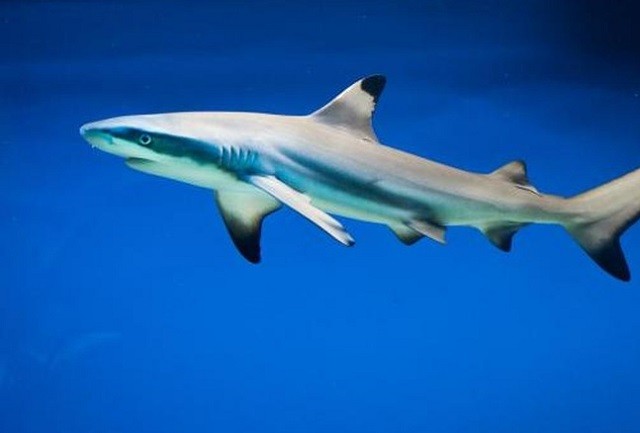 Những đặc điểm thú vị của loài cá mập