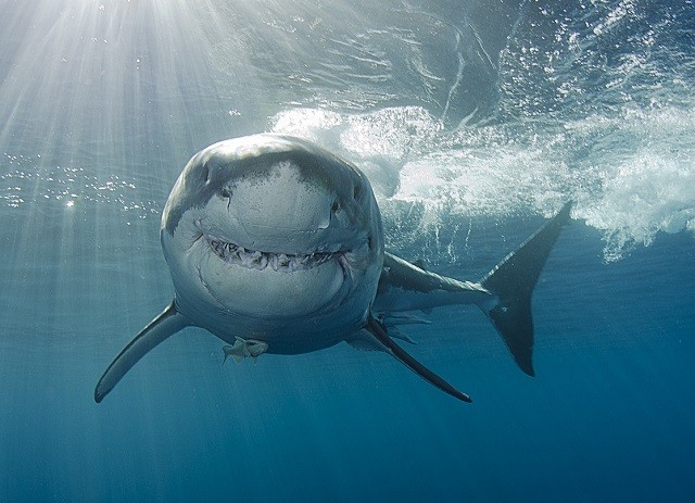 Những sự thật bất ngờ và thú vị về loài cá mập