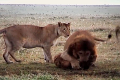 Clip: Đàn sư tử hợp sức tấn công linh cẩu 