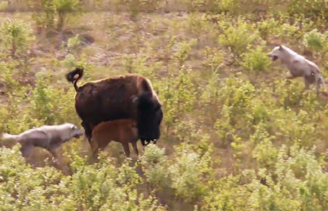Bò bison chiến đấu với đàn chó sói để bảo vệ con
