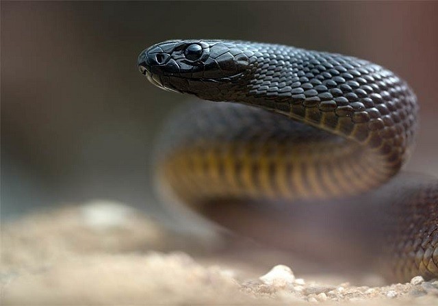 Mục sở thị loài rắn độc nhất thế giới