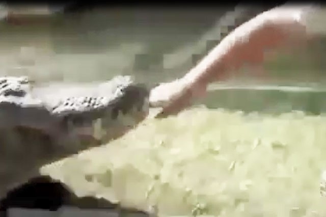 Video: Người đàn ông trả giá đắt vì ‘giỡn mặt’ với cá sấu