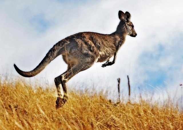 Những sự thật ít biết về loài kangaroo
