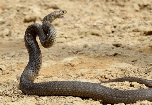 Nghẹt thở với màn ‘đấu trí’ giữa chuyên gia và con rắn độc 