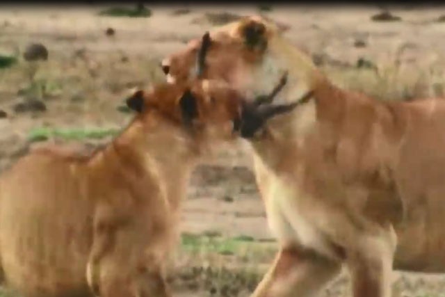 VIDEO: Ghê rợn cảnh sư tử xé xác lợn rừng con