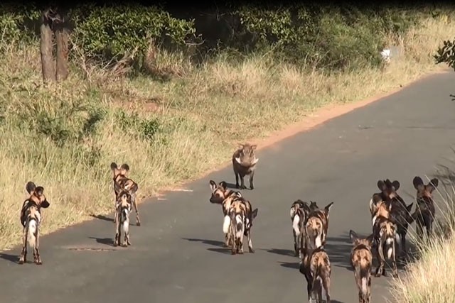 VIDEO: Đàn chó hoang bất lực trước sự dũng mãnh của lợn rừng