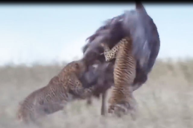 VIDEO: Kịch tính cảnh báo săn truy sát đà điểu