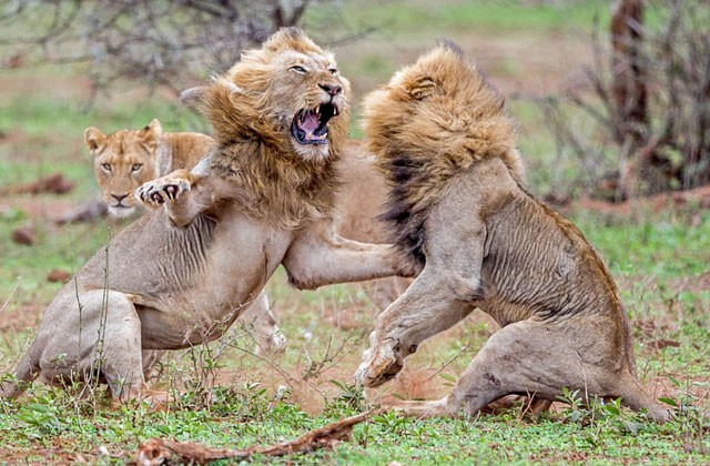 VIDEO: Sư tử đực hỗn chiến ác liệt giành quyền giao phối