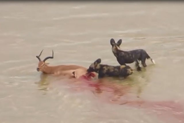Đàn chó hoang ăn thịt linh dương dưới nước