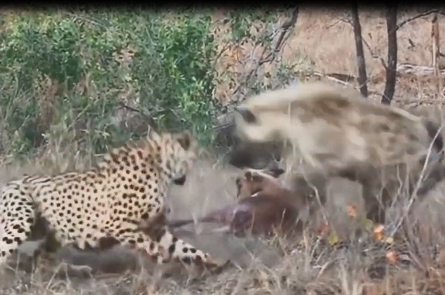 VIDEO: Đàn linh cẩu cướp mồi của 2 con báo săn