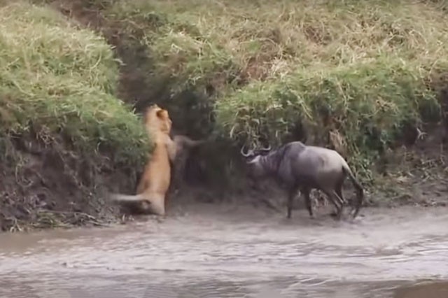VIDEO: Những tình huống sư tử chết khiếp vì bị con mồi phản đòn