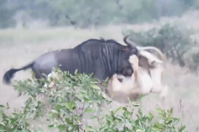 VIDEO: Sư tử ‘nhừ tử’ vì bị linh dương đầu bò phản đòn