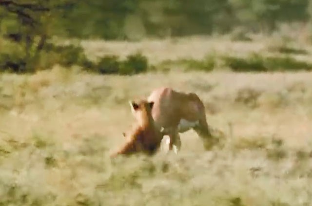 VIDEO: Dính đòn hiểm của linh dương, báo săn bị thương nặng