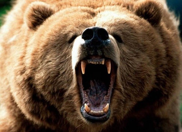 Tổng hợp những trận đánh ‘sinh tử’ của loài gấu 
