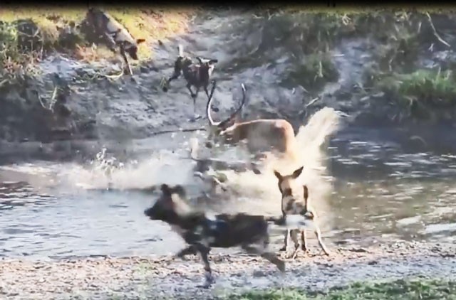 VIDEO: Linh dương Impala một mình chiến đấu với nhiều kẻ săn mồi