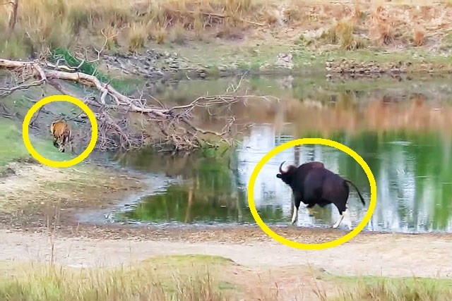 VIDEO: Sốc trước cảnh bò tót truy đuổi hổ