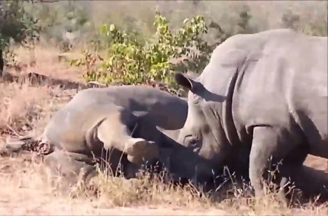 VIDEO: Tê giác tấn công đồng loại khiến hà mã hãi hùng