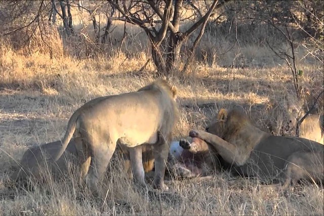 VIDEO: 4 sư tử đực tấn công 1 con sư tử cái