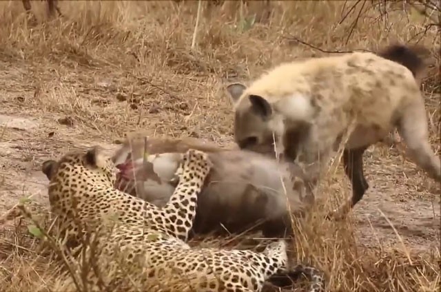 VIDEO: Cất công săn mồi, báo đốm vẫn bị linh cẩu cướp mất