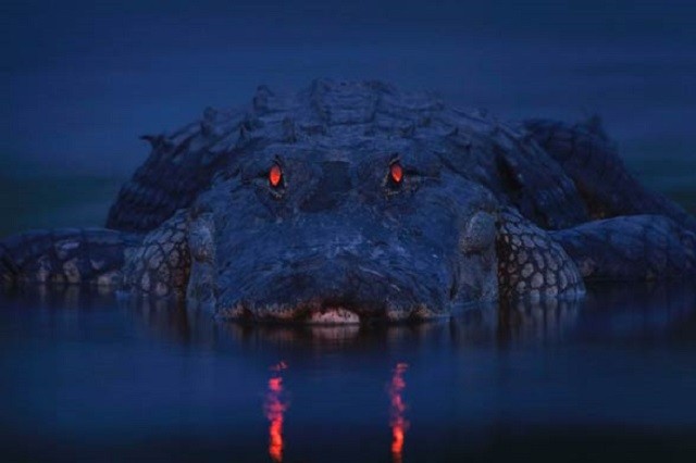 Cá sấu ăn thịt người: Tom hai ngón
