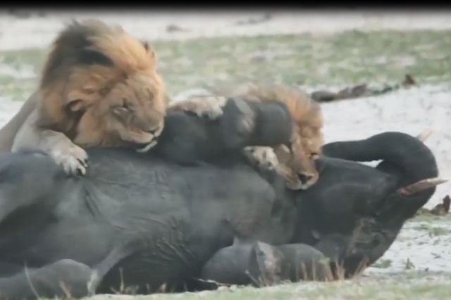 VIDEO: Đàn sư tử tấn công voi con và cái kết bất ngờ