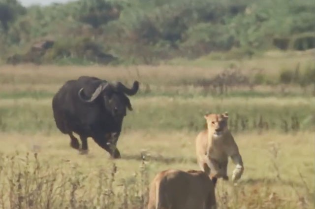 VIDEO: Trâu rừng đuổi sư tử chạy ‘té khói’
