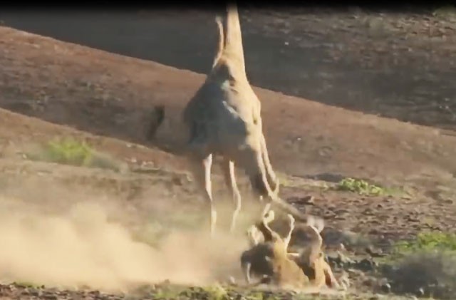 VIDEO: Sư tử nhừ đòn vì bị hươu cao cổ tấn công
