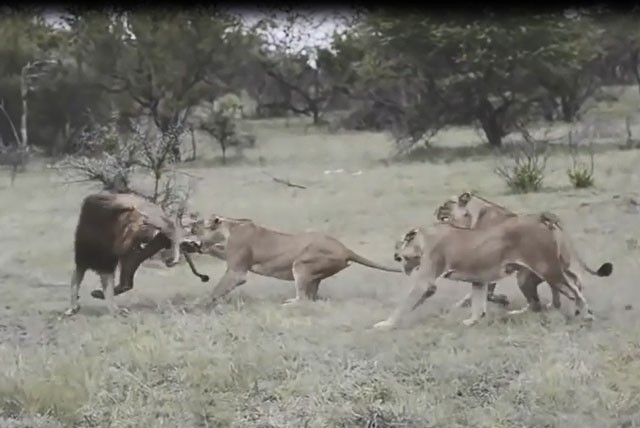 VIDEO: Đàn sư tử cái tấn công khiến sư tử đực bỏ chạy