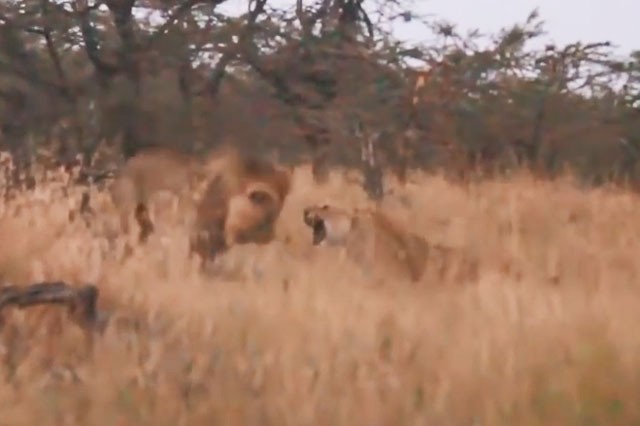 VIDEO: Sư tử mẹ chiến đấu với sư tử đực để bảo vệ con