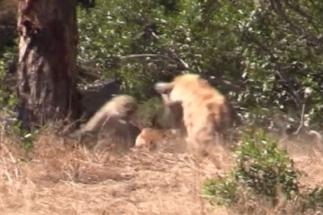 VIDEO: Linh cẩu vô tình giúp linh dương Impala thoát nanh vuốt báo